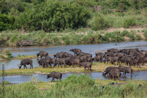 African buffalos crossing river in Kruger national park green bush wet season © Katya Tsvetkova 