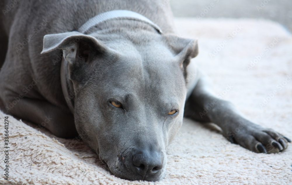 Thai Ridgeback Hund, müde aber wachsam Thai Ridgeback Hund, müde aber wachsam
