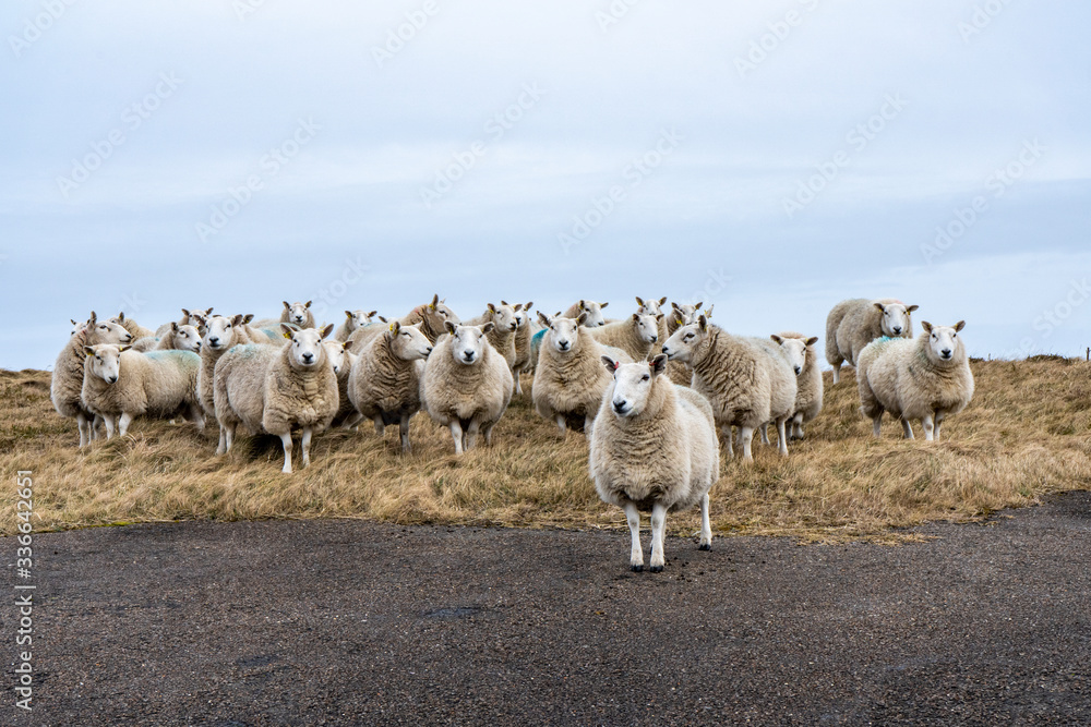 Curious herd of sheep standing on pasture