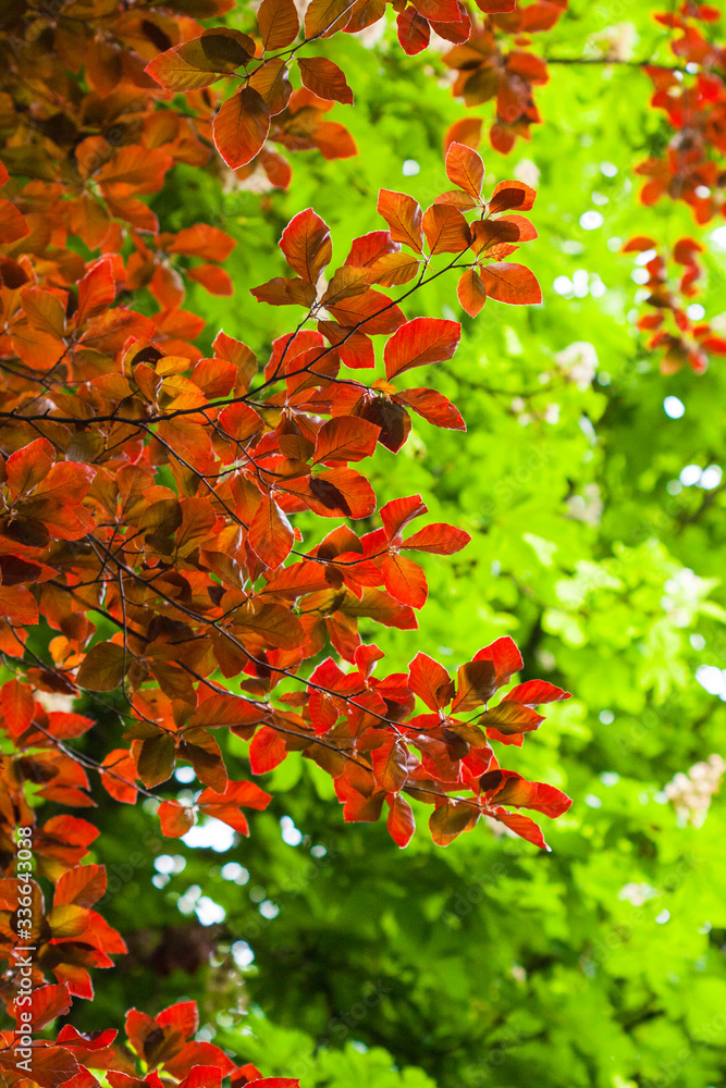Herbst in Kanada, Bäume im Herbst Herbst in Kanada, Bäume im Herbst