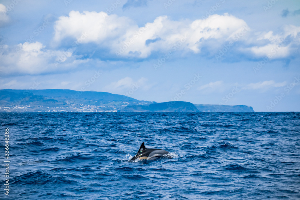 Pico island, Azores archipelago.