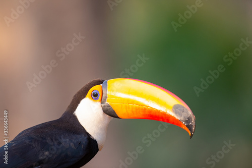 toucan on a green background © Hillebrand