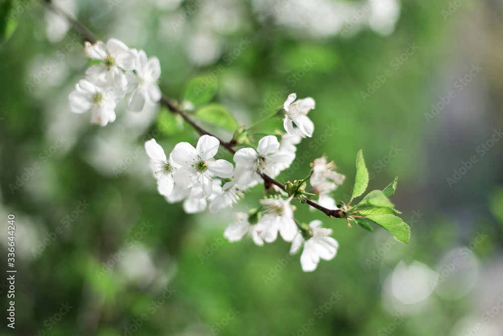 Macro shot of the white flowers of apple tree on the blurred white-green background
