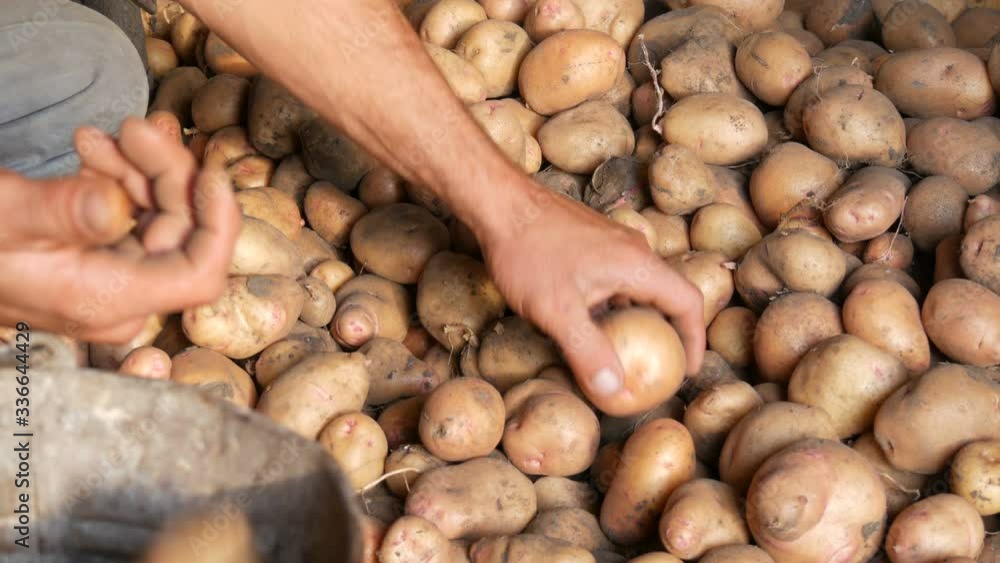 Farmer's strong hands sort out a good select big potato in a hangar and put it into an old iron bucket. Harvest potatoes in the fall. Farmer's strong hands sort out a good select big potato in a hangar and put it into an old iron bucket. Harvest potatoes in the fall.