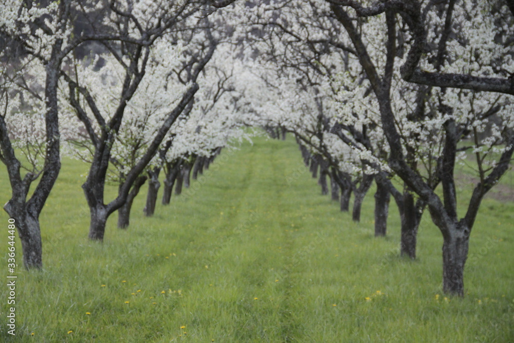 Mirabelle plum trees orchard white flowers Mirabelle plum trees orchard white flowers