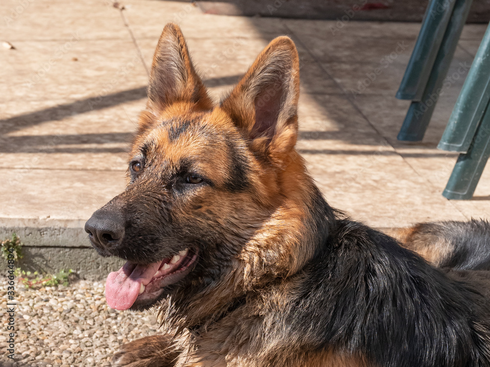 Portrait of a dirty German Shepherd, 1 year old, lie down outside