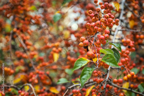 Photography Red berry seasonal image taken in park of Prague city