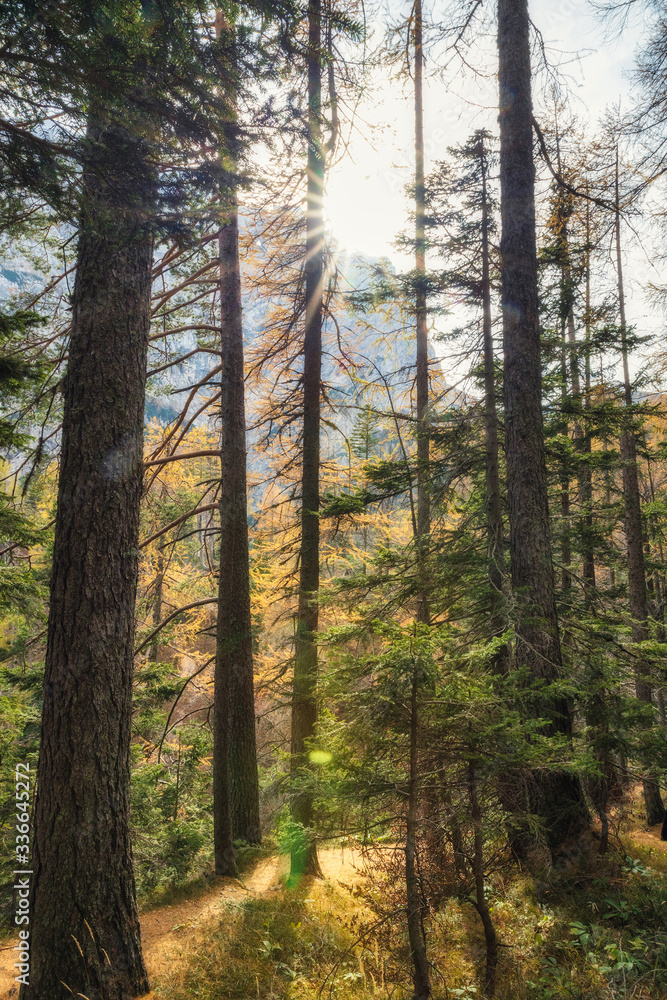 Soft glow image of coniferous forest with direct sunlight Soft glow image of coniferous forest with direct sunlight