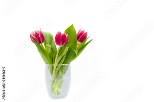 Bouquet of pink tulips in a transparent, glass vase on a white background. 