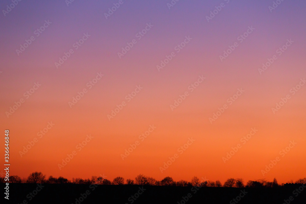 Trees and dry grass on a background of red sunset