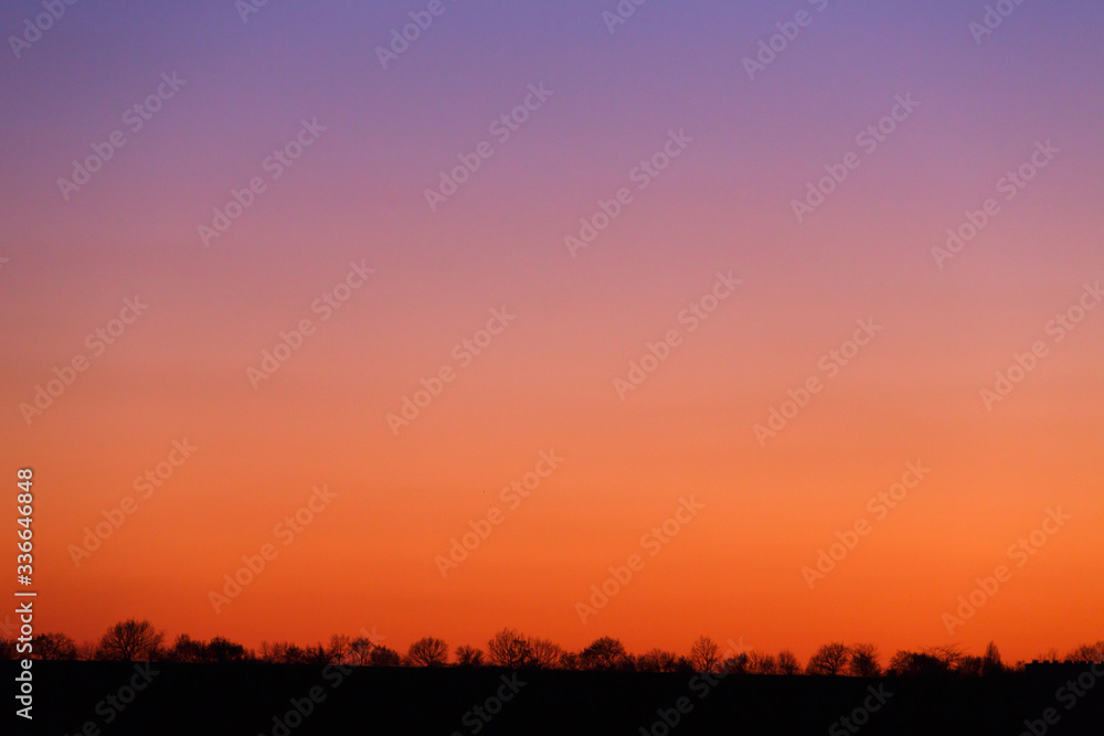 Trees and dry grass on a background of red sunset Trees and dry grass on a background of red sunset