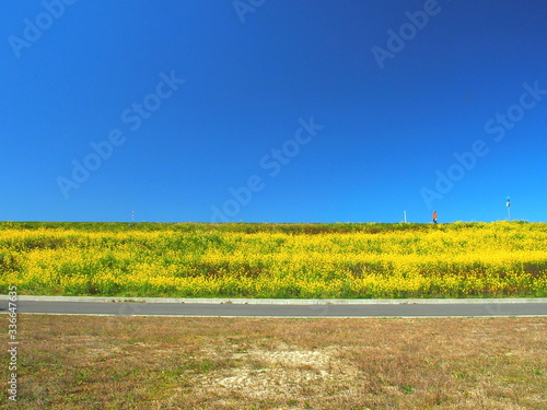 満開の菜の花咲く春の江戸川土手風景