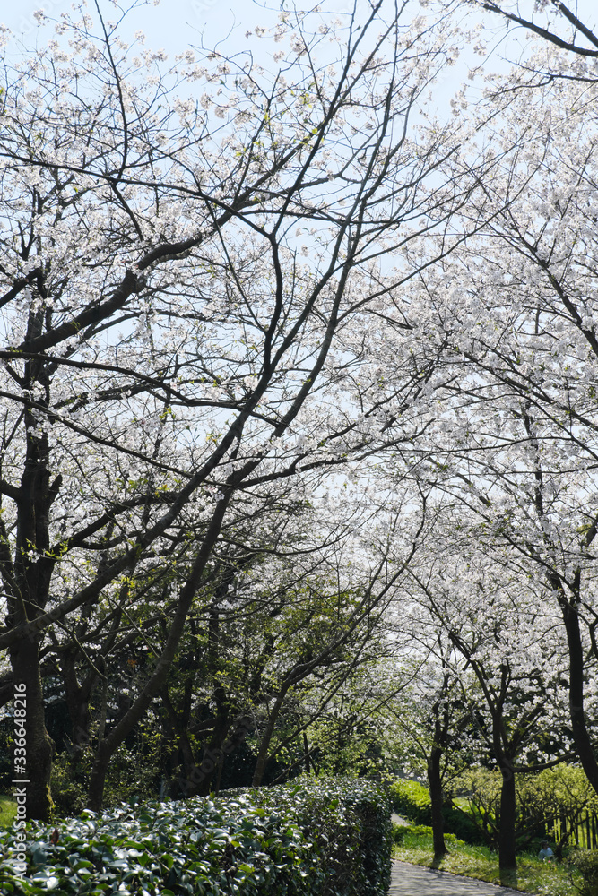 Obraz premium 遊歩道の空を埋め尽くすソメイヨシノの桜