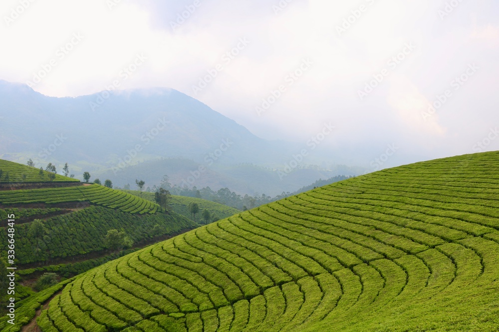 Teeplantagen in den Hügeln Keralas