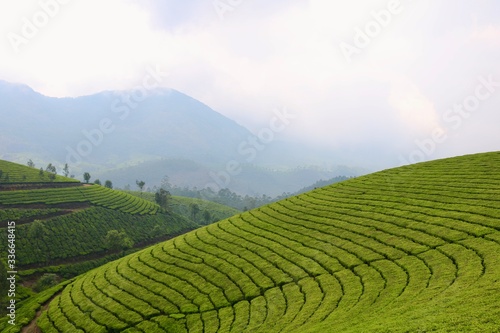 Teeplantagen in den Hügeln Keralas