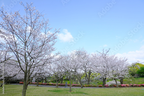 満開に咲いた吉野公園の桜と青い空