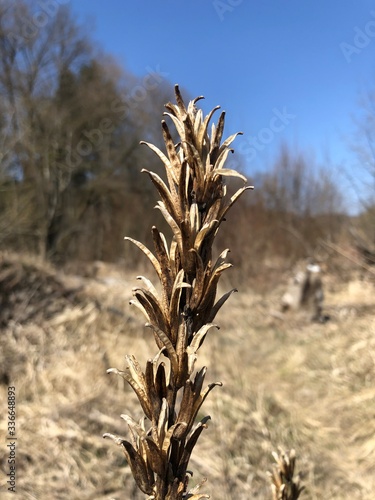 dry grass in the desert
