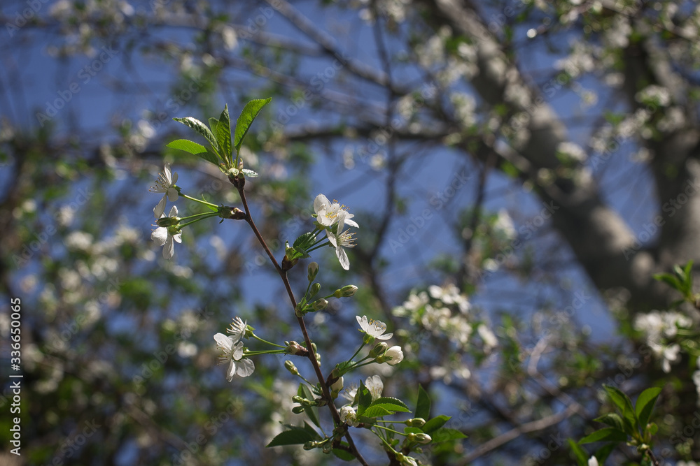 Macro shot of the white flowers of apple tree on the blurred white-green background Macro shot of the white flowers of apple tree on the blurred white-green background