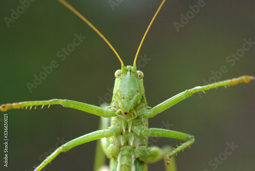 Locust. Green Locust. Adult locust close up