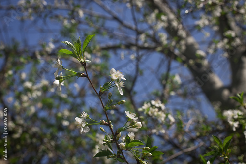 Macro shot of the white flowers of apple tree on the blurred white-green background