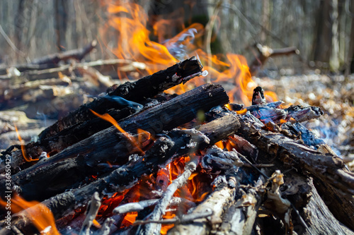 bonfire in early spring in the forest on vacation