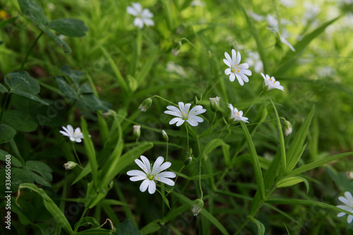 Texture of little white spring flowers of asterisk on a green grass background.