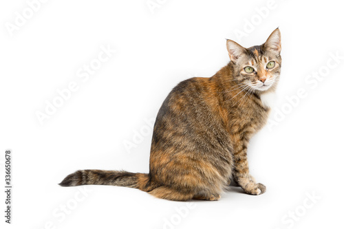 A tortoiseshell cat isolated on a white background.