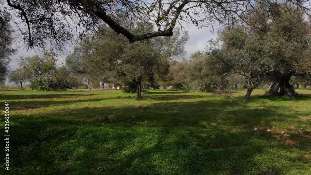 Aerial View Flying Through a Peaceful Park With Scattered Trees and Shade Aerial View Flying Through a Peaceful Park With Scattered Trees and Shade