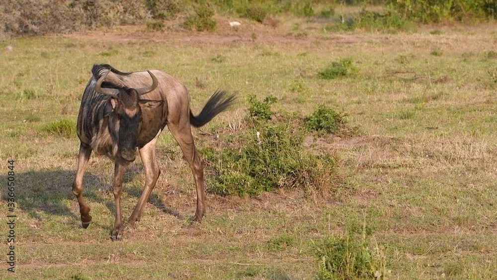 Wild blue wildebeest shakes its head and swishes its tail in the Maasai Mara Reserve in Kenya. Wild blue wildebeest shakes its head and swishes its tail in the Maasai Mara Reserve in Kenya.