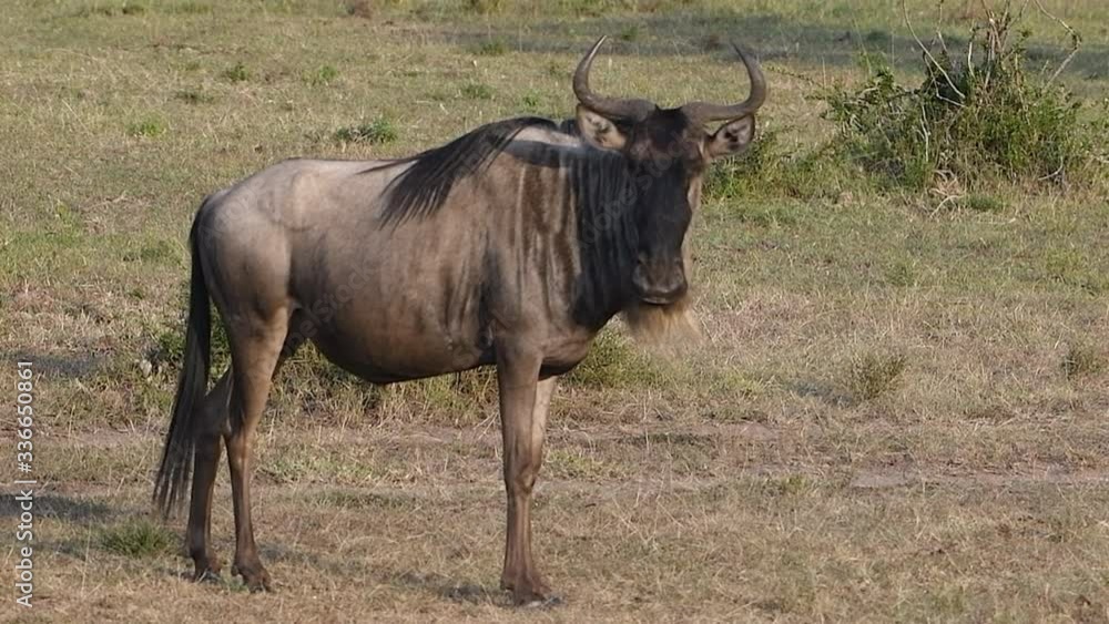 Wild blue wildebeest shakes its head and swishes its tail in the Maasai Mara Reserve in Kenya. Slow motion video 4. Wild blue wildebeest shakes its head and swishes its tail in the Maasai Mara Reserve in Kenya. Slow motion video 4.