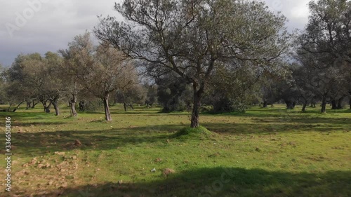 Low Aerial View Crossing a Road Flying Through a Peaceful Park With Scattered Trees 