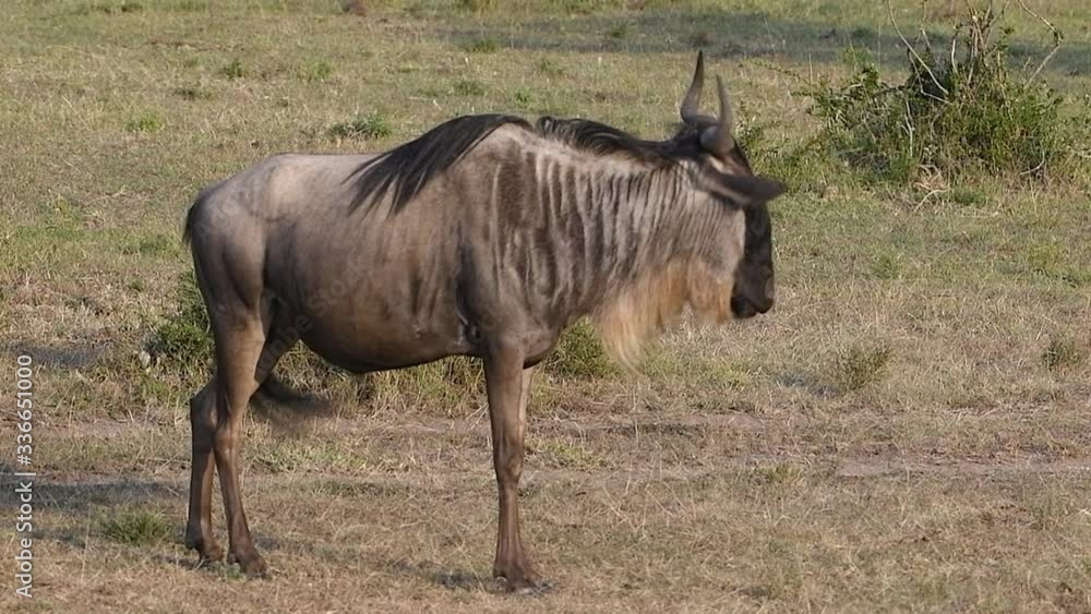 Wild blue wildebeest shakes its head and swishes its tail in the Maasai Mara Reserve in Kenya. Slow motion video 3. Wild blue wildebeest shakes its head and swishes its tail in the Maasai Mara Reserve in Kenya. Slow motion video 3.