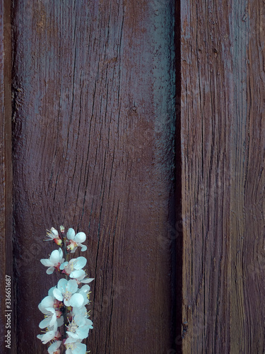 spring flowers on wooden background