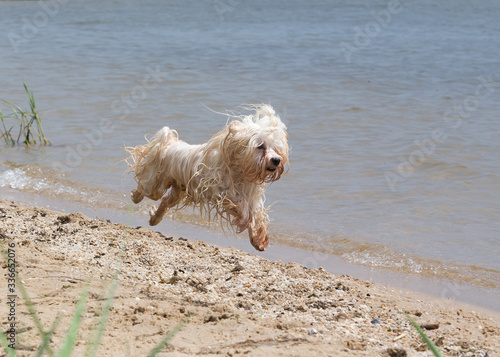 havanese dog playing in the water © bina01