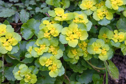 Εκτύπωση καμβά Forest Plant, Chrysosplenium oppositifolium L