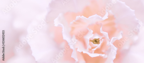 Abstract floral background, pale pink carnation flower. Macro flowers backdrop for holiday brand design © OLAYOLA
