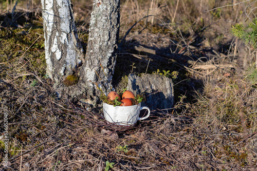 A white cup with colored Easter eggs stands in the forest near the birches. Spring. Easter.