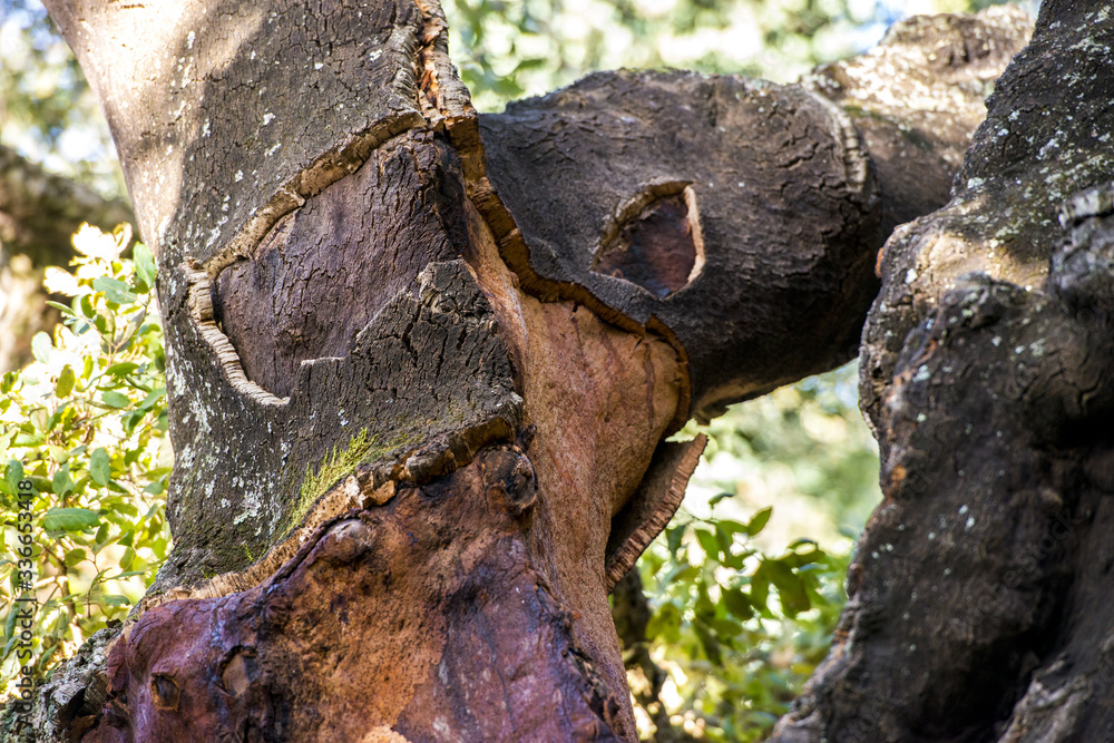 Passeggiata nella foresta tra alberi di querce e sughere maestose Passeggiata nella foresta tra alberi di querce e sughere maestose