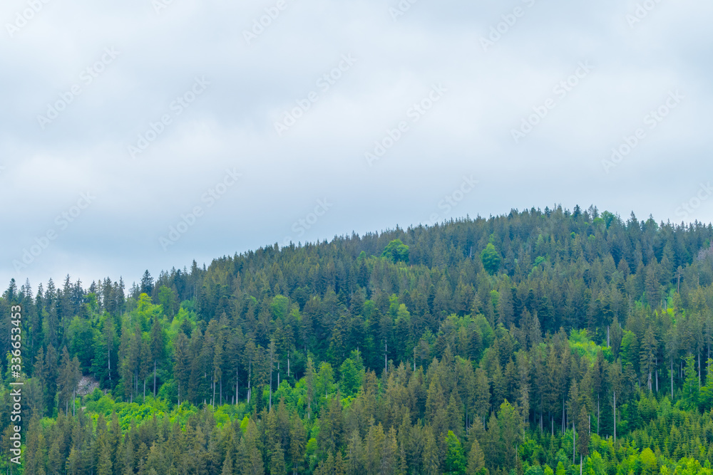 Forest in the Mountains Forest in the Mountains