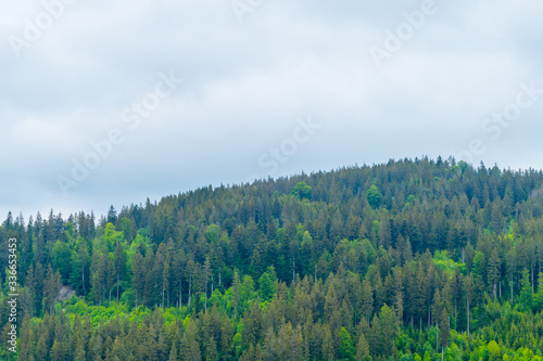 Forest in the Mountains