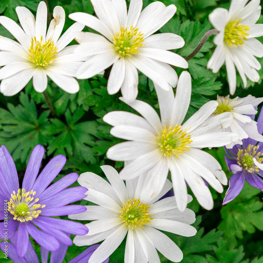 Fototapeta premium white daisies on green background