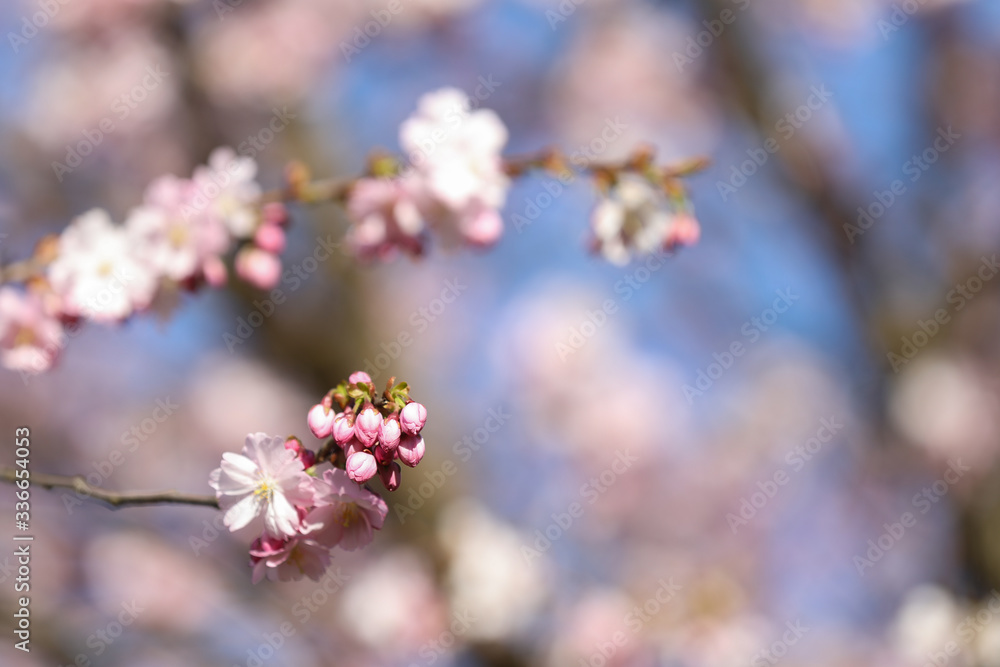Spring sakura blossom in a sunny day. Sakura flowers bloom. Spring sakura blossom in a sunny day. Sakura flowers bloom.
