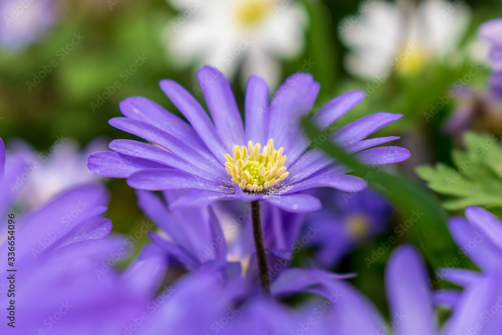 close up of purple flower close up of purple flower
