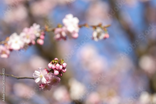 Spring sakura blossom in a sunny day. Sakura flowers bloom. 