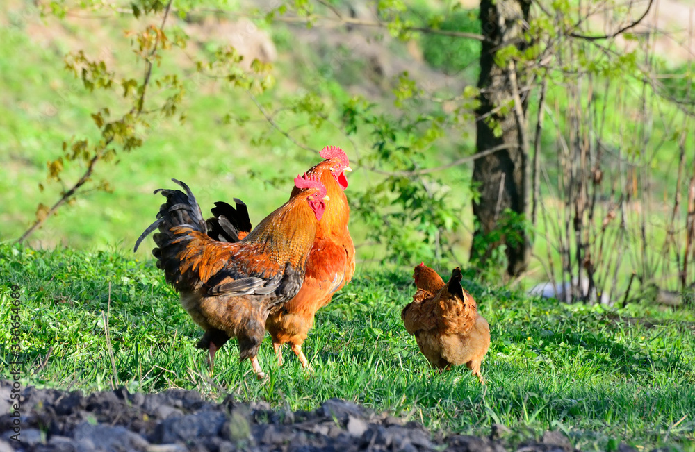 Fototapeta premium Rooster and chickens grazing on the grass