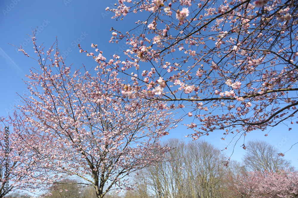 Spring sakura blossom in a sunny day. Sakura flowers bloom. 