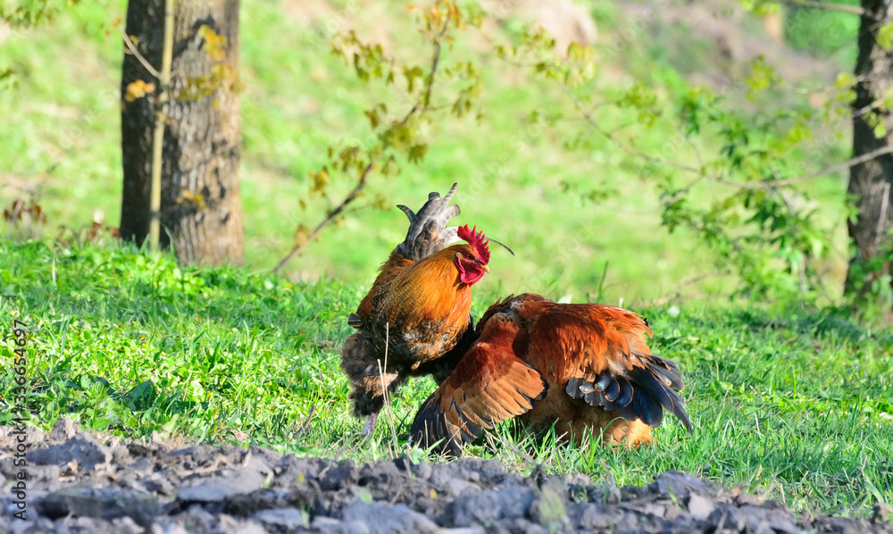 Rooster and chickens grazing on the grass Rooster and chickens grazing on the grass