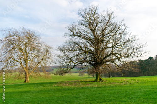 tree in the field © Steven Clough