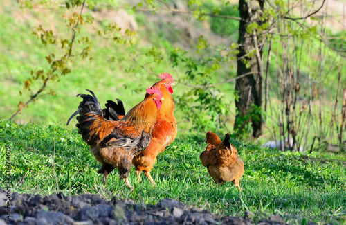 Rooster and chickens grazing on the grass © John