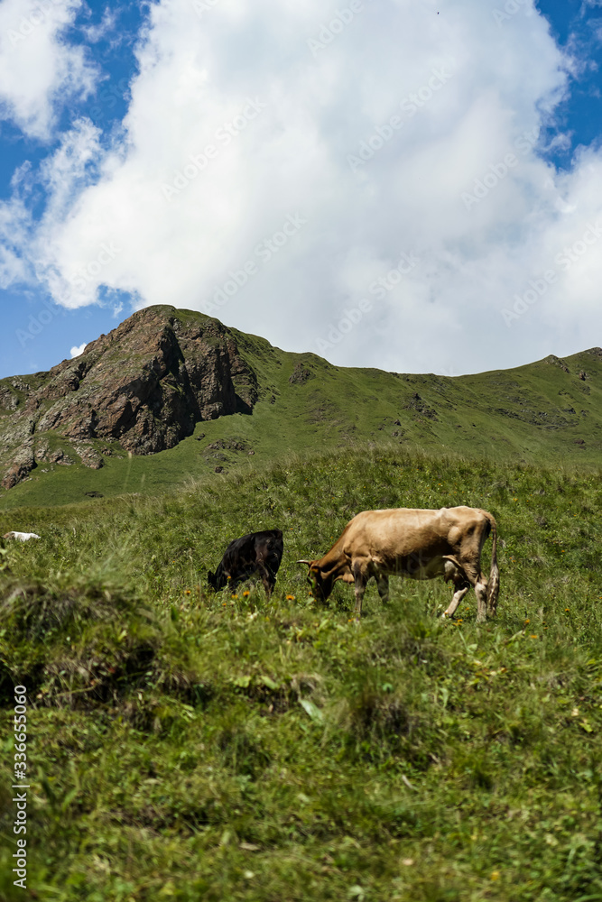 a cow grazes on a green pasture in the mountains
